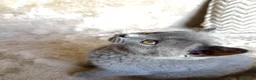 British gatti in vendita: Cucciolo maschio British Shorthir a Provincia di Cuneo - Annuncio 5