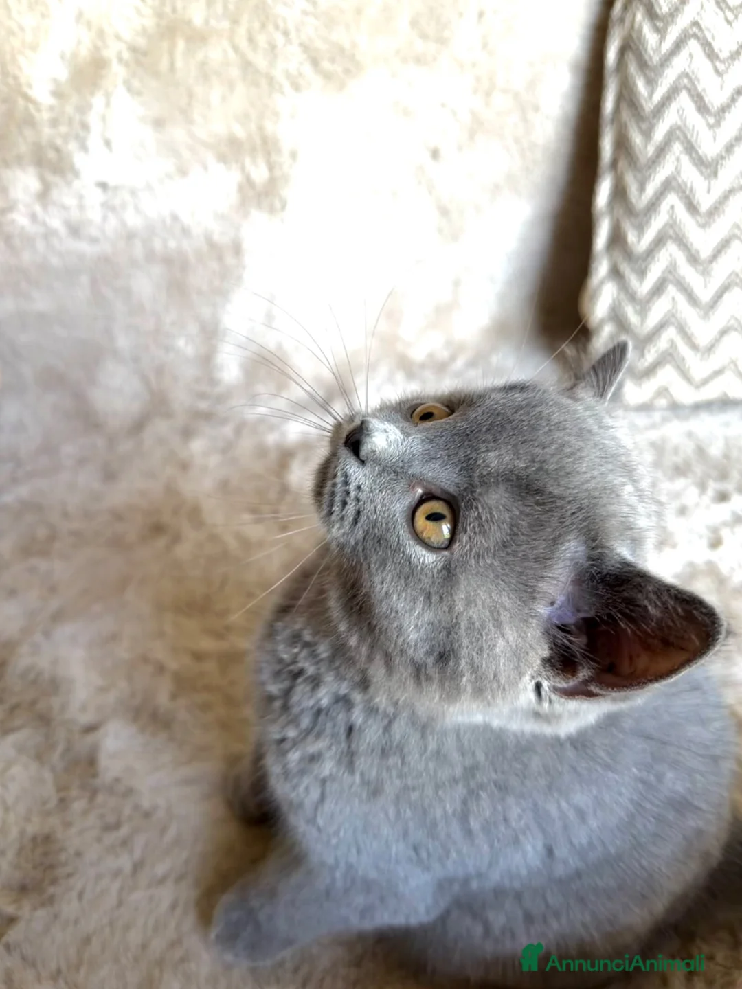 British gatti in vendita: Cucciolo maschio British Shorthir a Provincia di Cuneo - Annuncio 5