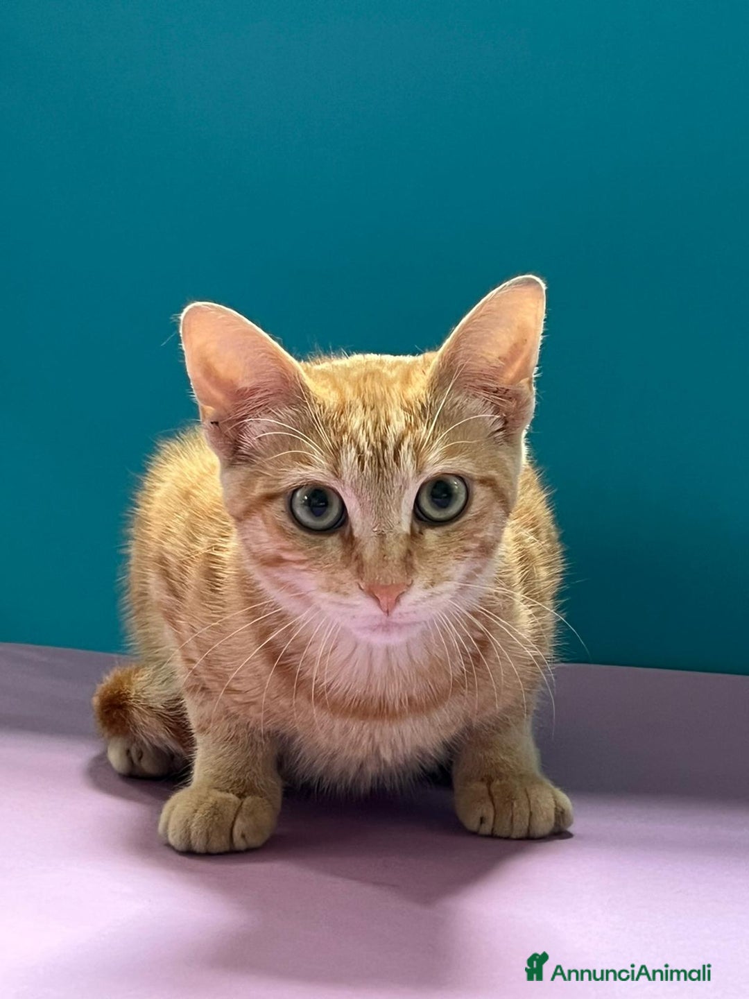 Europeo gatti in regalo: Micino rosso maschio occhi verdi - Annuncio 8