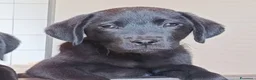 Labrador cani in vendita: Cuccioli labrador retriever neri a Provincia di Pistoia - Annuncio 5