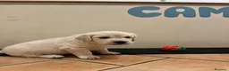 Golden Retriever cani in vendita: CUCCIOLI GOLDEN RETRIVER  - Annuncio 14