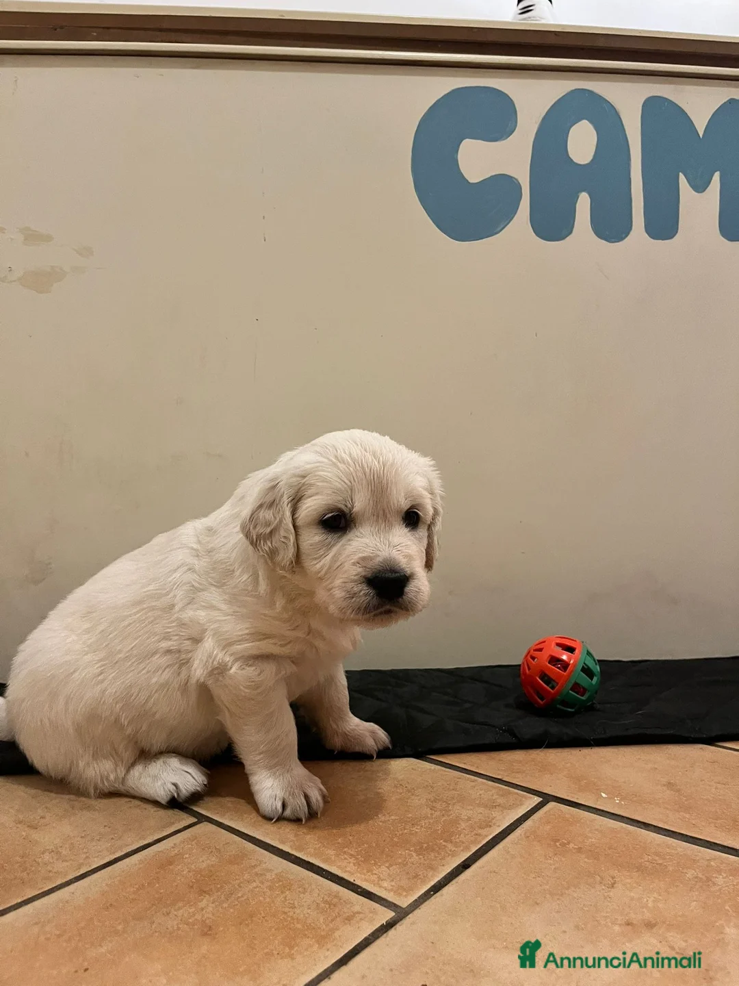 Golden Retriever cani in vendita: CUCCIOLI GOLDEN RETRIVER  - Annuncio 14