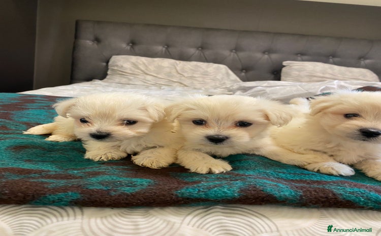 Maltese cani - Annuncio 2