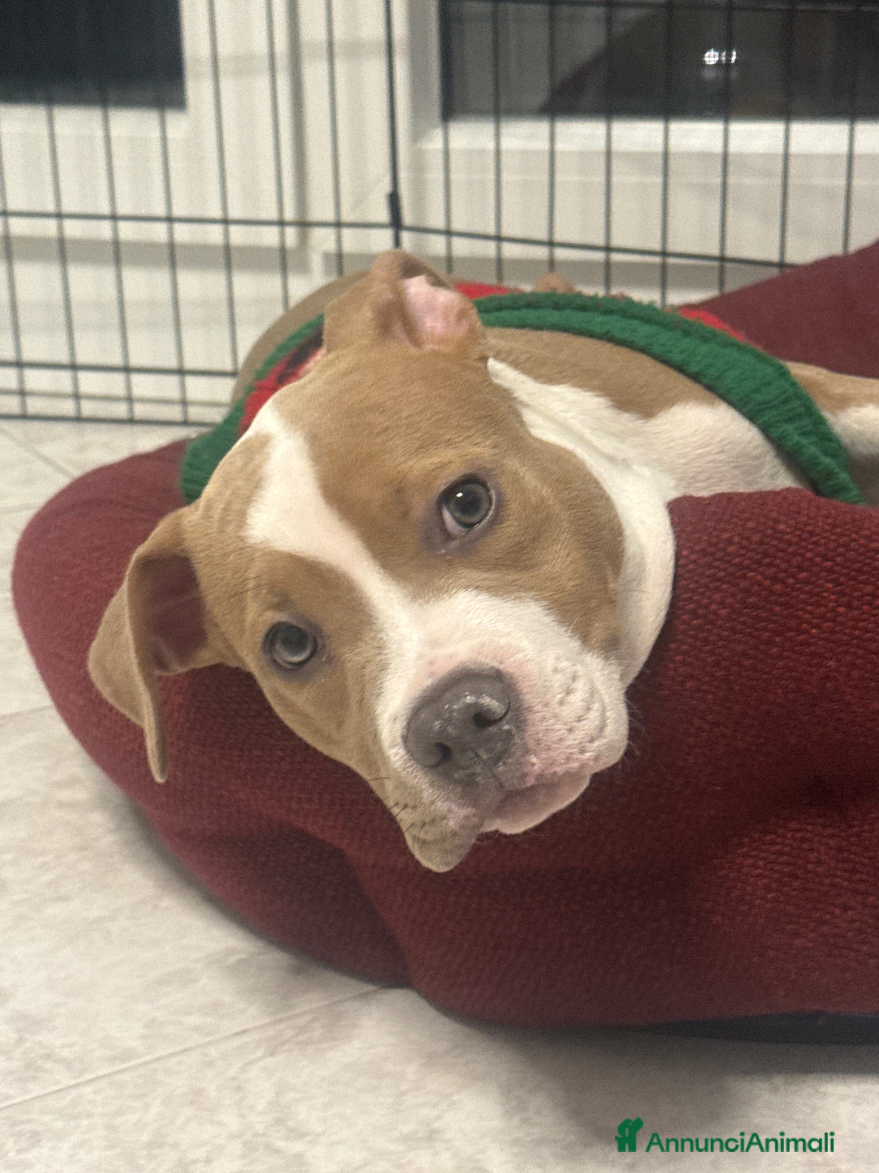 American Staffordshire cani Vendo cucciola di 3 mesi AmStaff - Annuncio 1