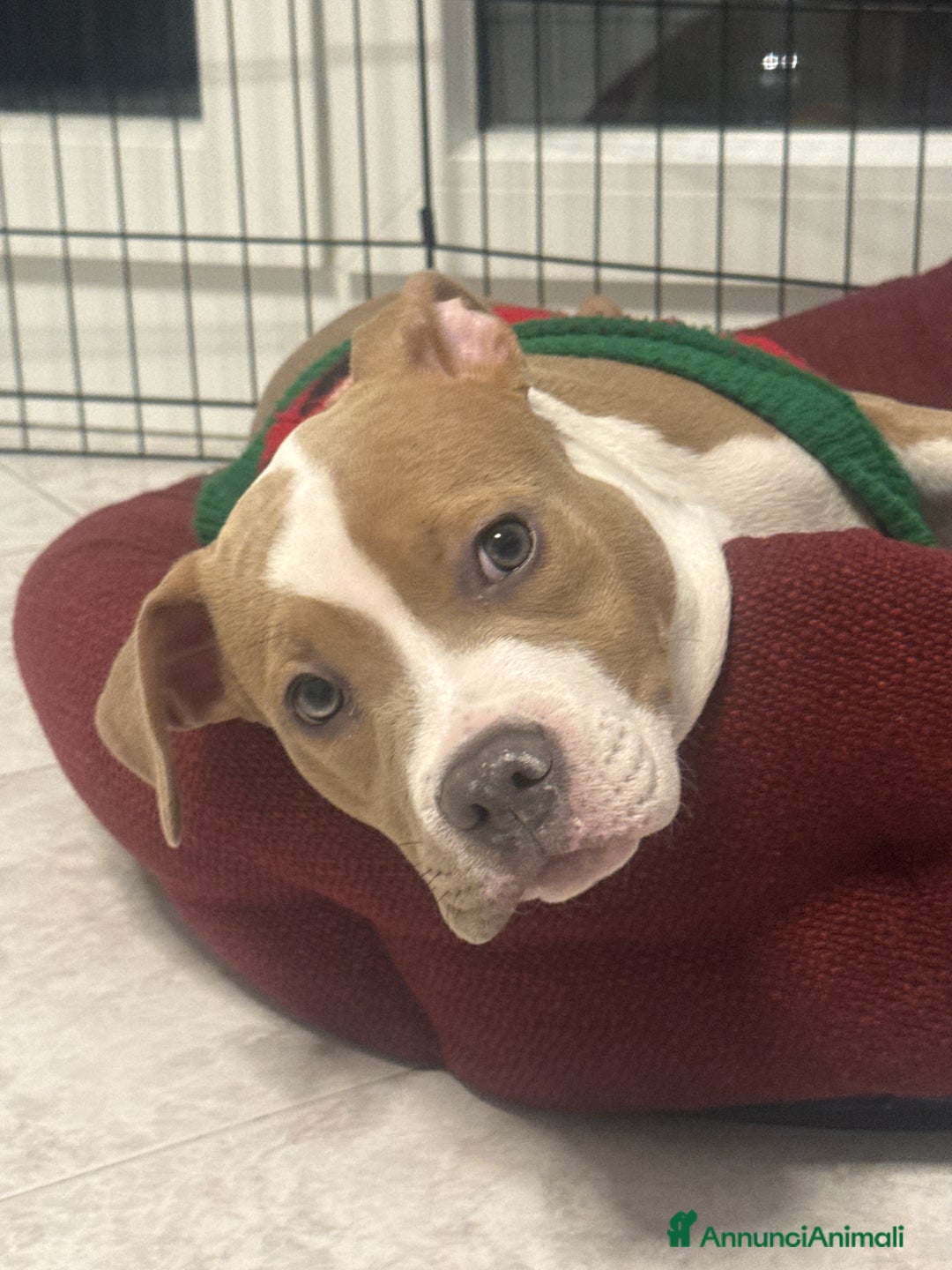 American Staffordshire cani in vendita: Vendo cucciola di 3 mesi AmStaff - Annuncio 1