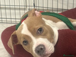 American Staffordshire cani Vendo cucciola di 3 mesi AmStaff - Annuncio 20