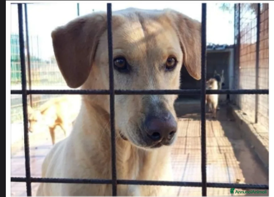 Meticcio cani in regalo: 6/7anni portato in canile 6anni fa dai padroni.SUD a Città metropolitana di Milano - Annuncio 3
