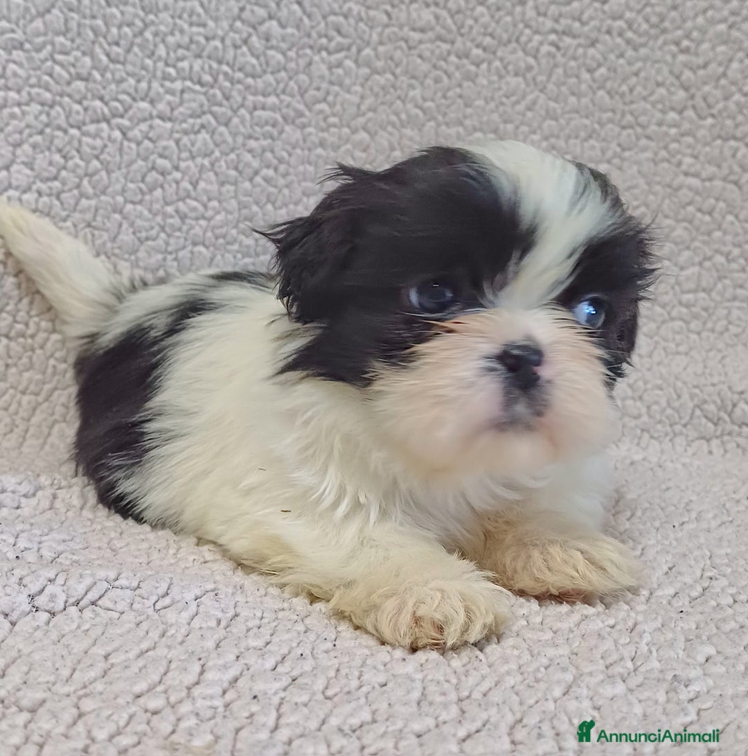 Shih Tzu cani in vendita: Cucciola shih-tzu shitzu shihtzu  - Annuncio 5