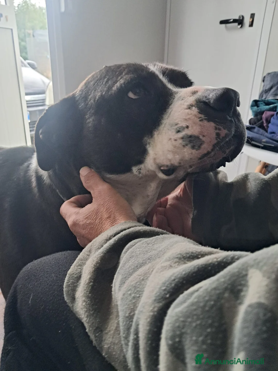 American Staffordshire cani in regalo: OLIVER patatone dolcissimo - Annuncio 3