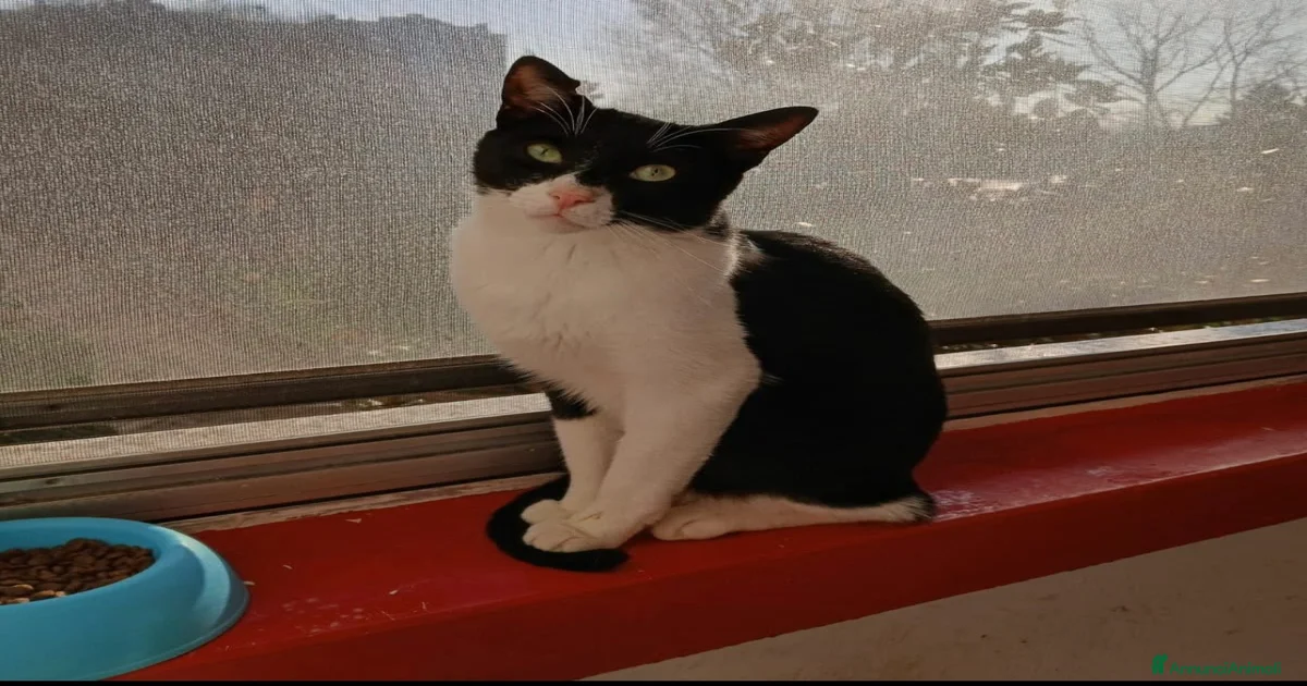 gatti in regalo a pavia