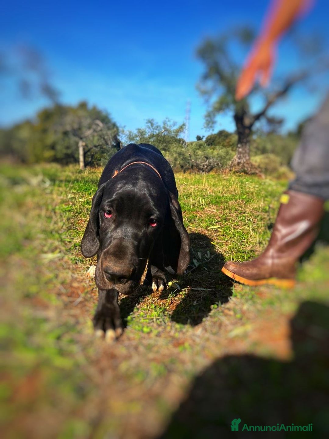 Alano cani in vendita: Cuccioli di Alano nero, ad alta geneaologia - Annuncio 9