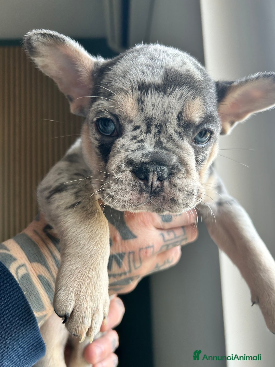 Bulldog Francese cani in vendita: Cuccioli di bulldog  - Annuncio 2