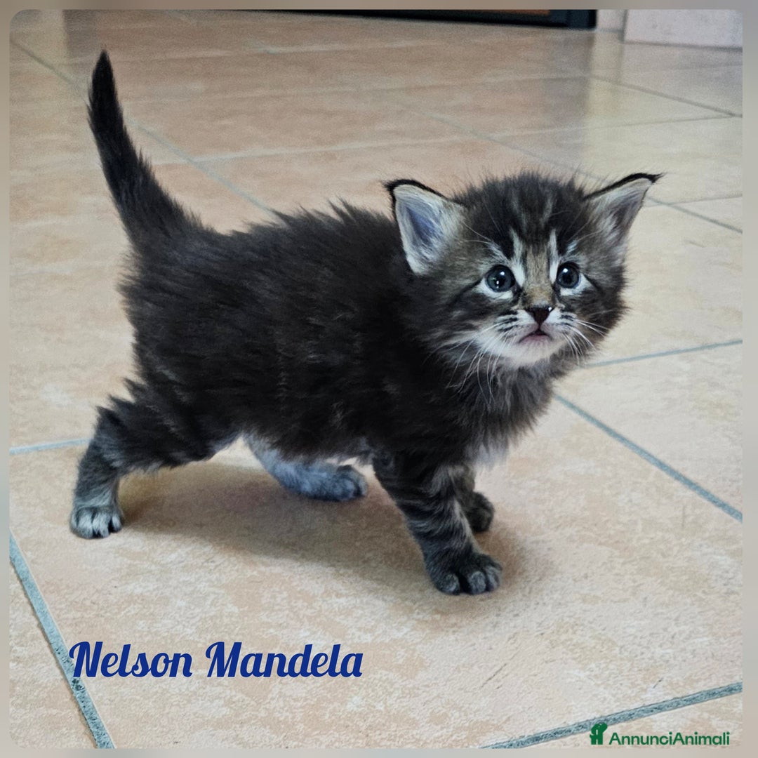 Norvegese gatti in vendita: Cuccioli di Norvegese delle Foreste - Annuncio 3