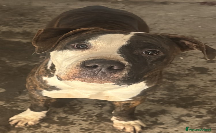 Pitbull cani a Città Metropolitana di Milano - Annuncio 8