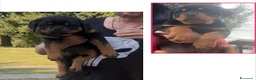 Rottweiler cani in vendita: ROTTWEILER TAGLIA GRANDE LINEA SERBA - Annuncio 2