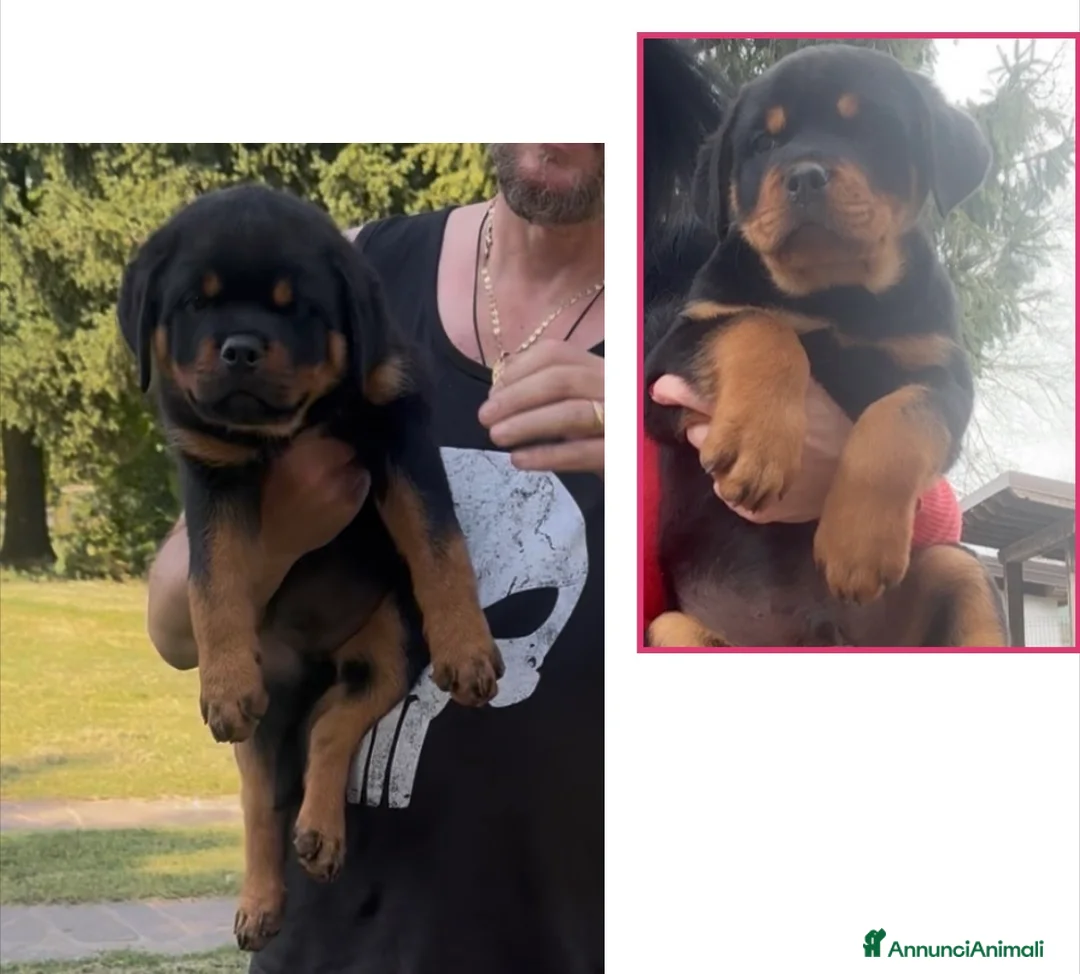 Rottweiler cani in vendita: ROTTWEILER TAGLIA GRANDE LINEA SERBA - Annuncio 2