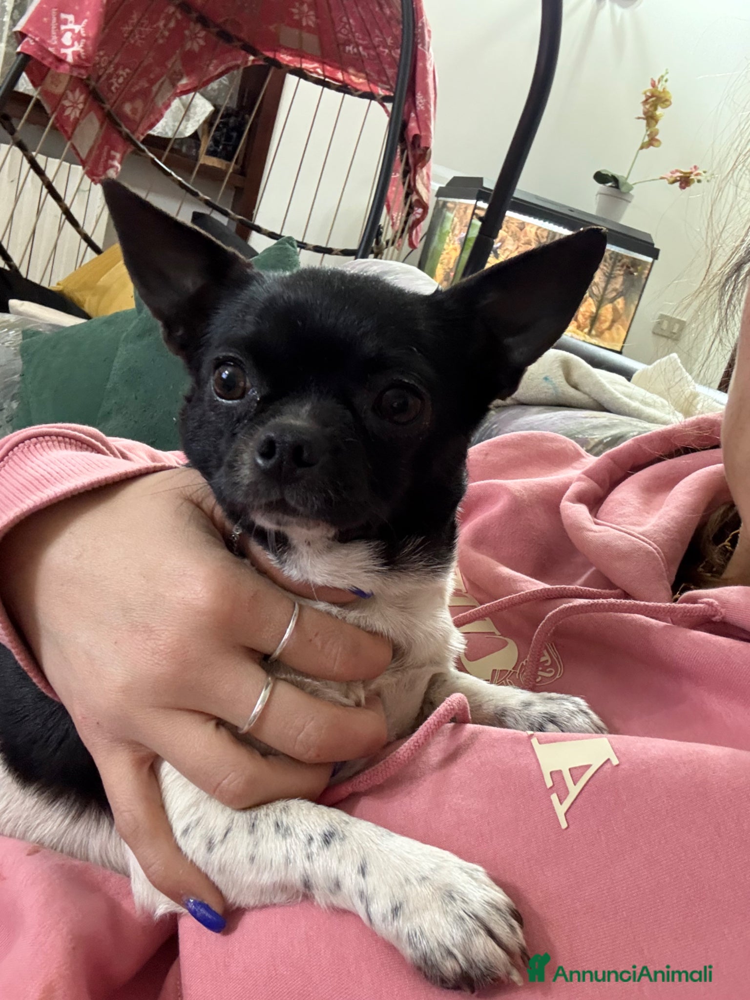 Chihuahua cani Chihuahua con pedigree enci  - Annuncio 3