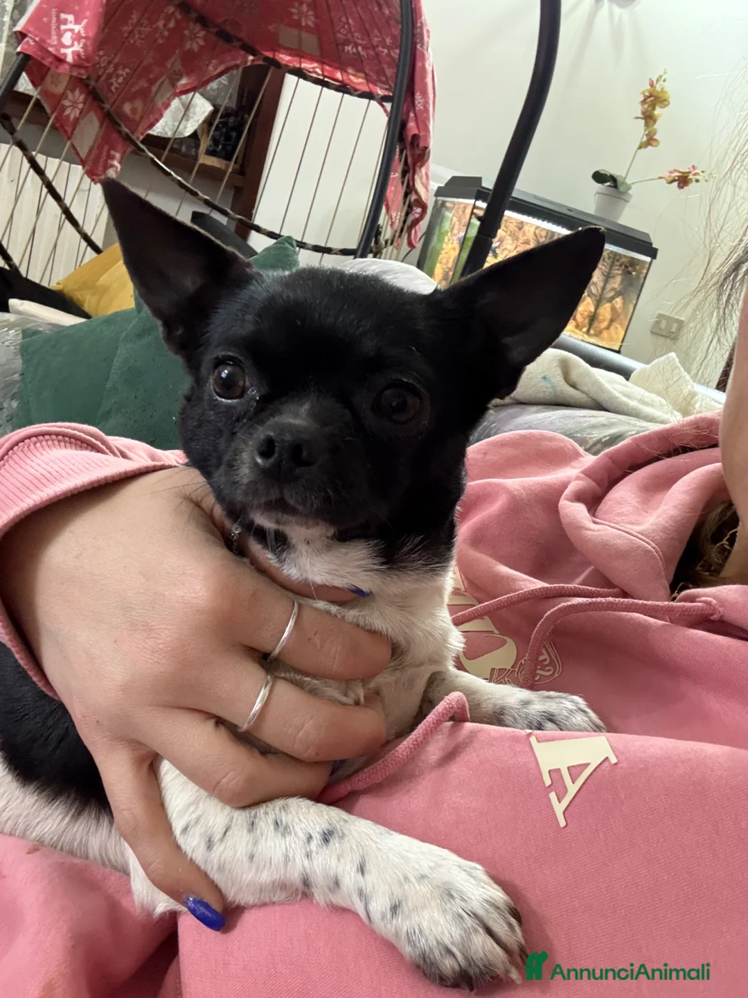 Chihuahua cani in vendita: Chihuahua con pedigree enci  - Annuncio 1