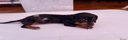 Bassotto cani in vendita: Bassotto - Annuncio 5
