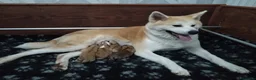 Akita Inu cani in vendita: ULTIMO MASCHIETTO DI AKITA DISPONIBILE LOMBARDIA - Annuncio 2
