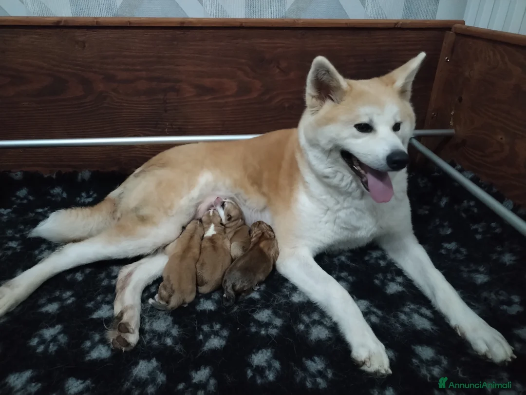 Akita Inu cani in vendita: ULTIMO MASCHIETTO DI AKITA DISPONIBILE LOMBARDIA - Annuncio 2