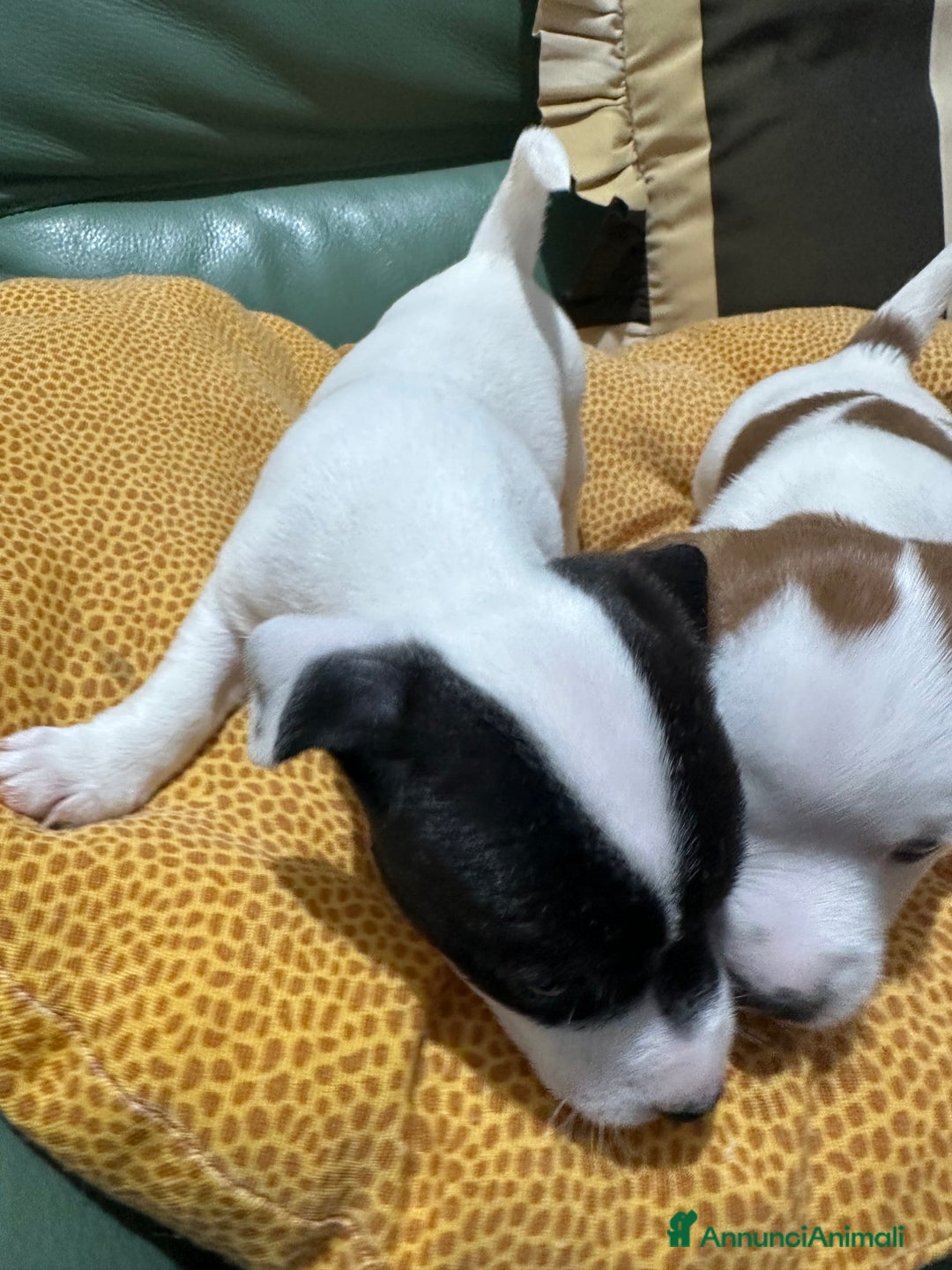 Jack Russell cani in vendita: Jack Russel Terrier di Razza Neri, tricolori  - Annuncio 3