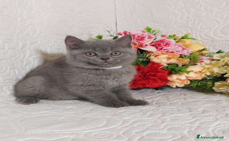British gatti a Città Metropolitana di Torino - Annuncio 18