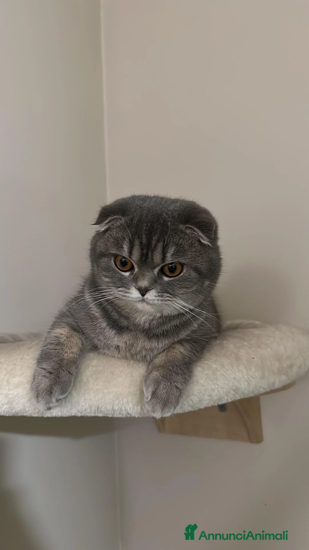 Scottish gatti per accoppiamento: Cercasi Maschio  - Annuncio 3