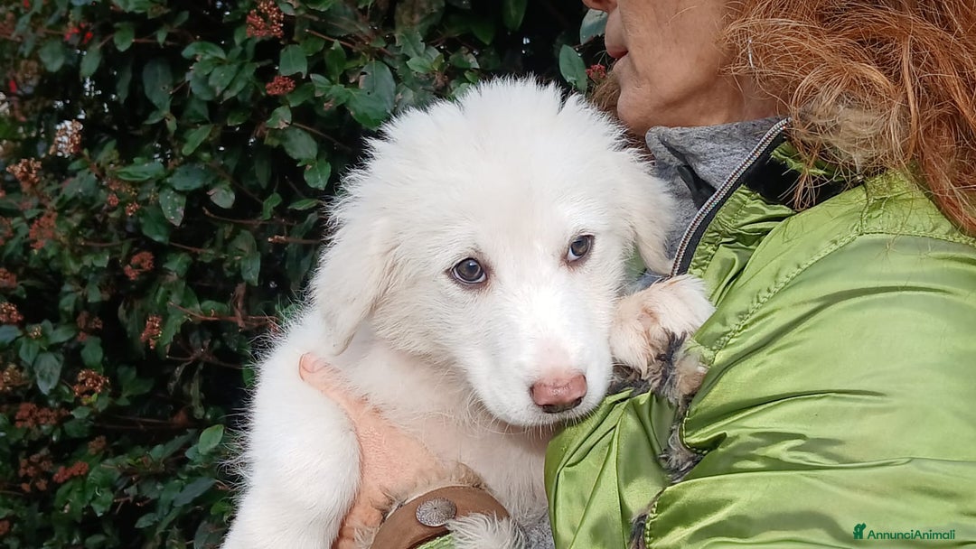 Meticcio cani in regalo: LA DOLCE GAIA HA BISOGNO DI TE, IN ADOZIONE - Annuncio 1