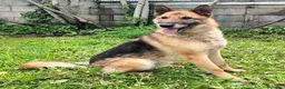 Meticcio cani in regalo: CICCILLO PASTORE TEDESCO - Annuncio 7