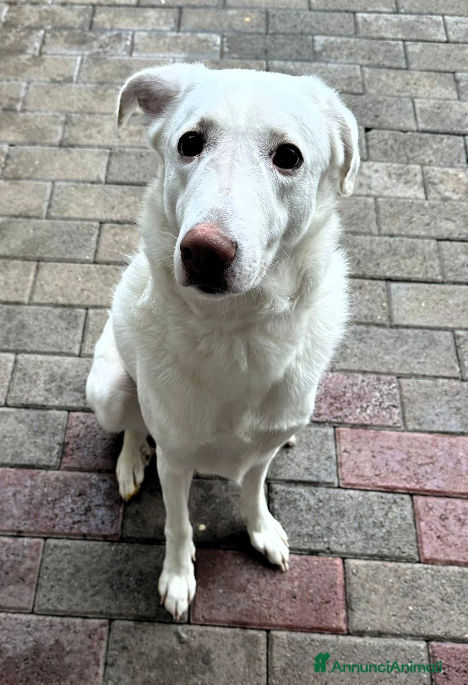 Meticcio cani GENNA BELLISSIMA CAGNOLINA - Annuncio 25