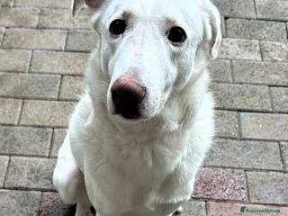 Meticcio cani GENNA BELLISSIMA CAGNOLINA - Annuncio 25