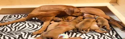 Rhodesian Ridgeback cani in vendita: Wid Gees Litter - Annuncio 11