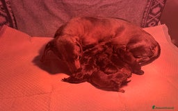 Bassotto cani in vendita: Cuccioli bassotto  a Città Metropolitana di Torino - Immagine 8