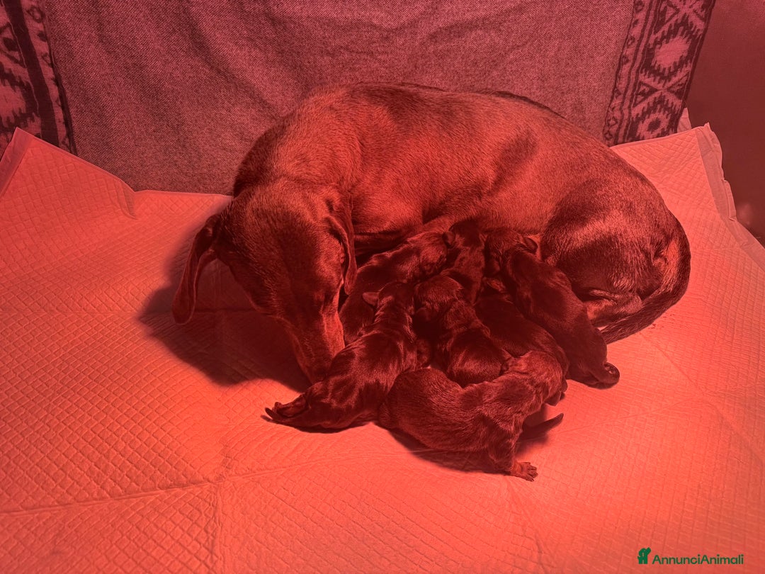 Bassotto cani in vendita: Cuccioli bassotto  a Città Metropolitana di Torino - Immagine 8