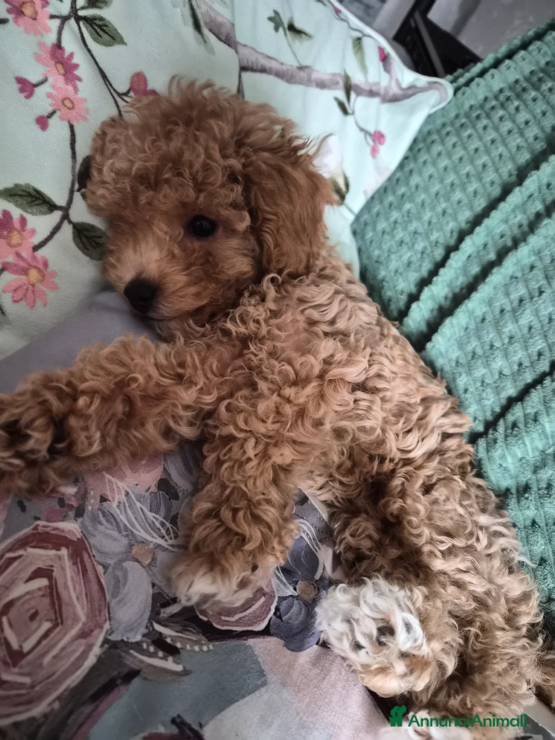 Barboncino Toy cani in vendita: Barboncino Toy - Annuncio 4