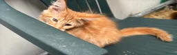 Maine Coon gatti in vendita: Maschietto rosso di maine coon - Annuncio 8