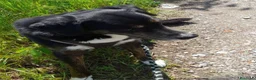 Meticcio cani in regalo: Loky 13ANNI A FINE MESE FINE STALLO! MILANO HELP - Annuncio 5