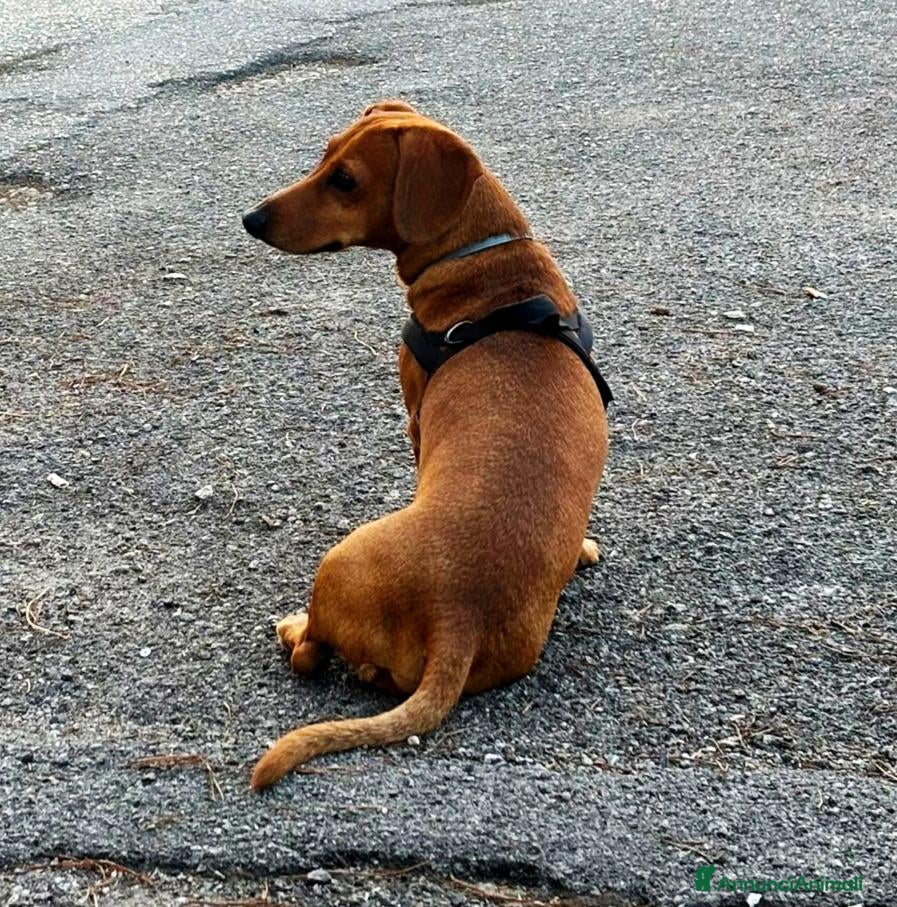 Bassotto cani Bassotto per monta - Annuncio 2