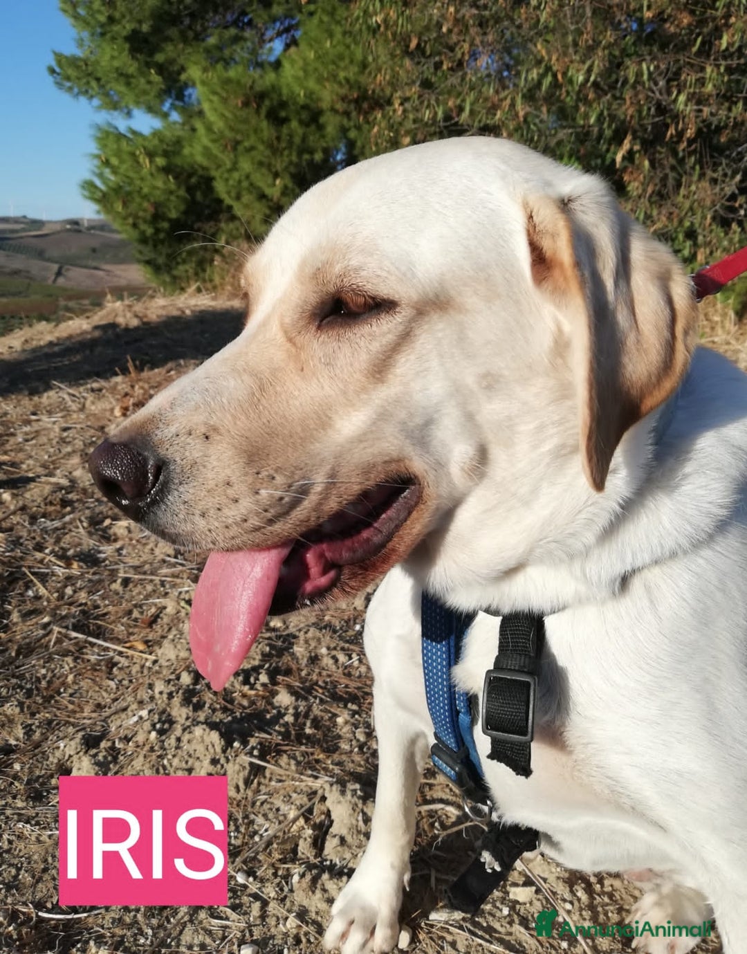 Altre razze cani in regalo: IRIS E DOMINIK - Annuncio 4