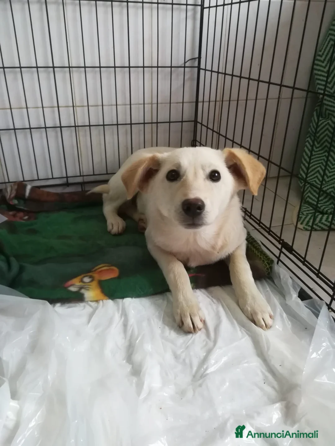 Meticcio cani in regalo: UNA MAMMA PER MERLINO - Annuncio 4