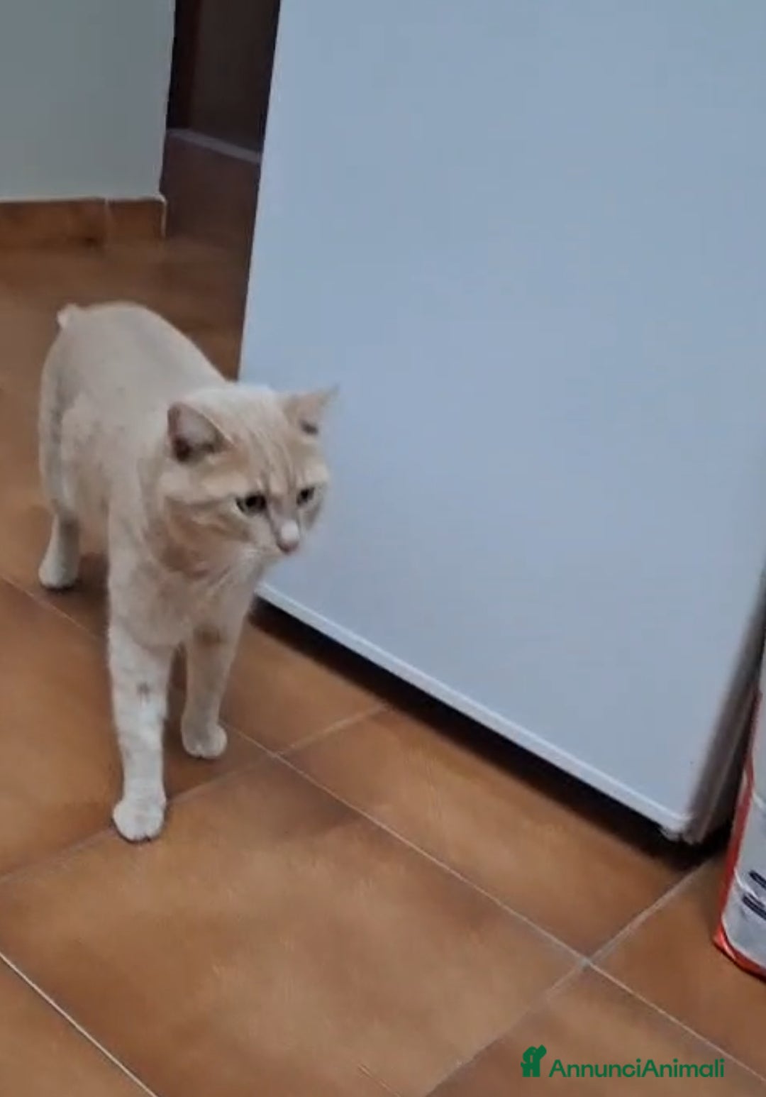 Meticcio gatti in regalo: GATTO SPECIALE  - Annuncio 6