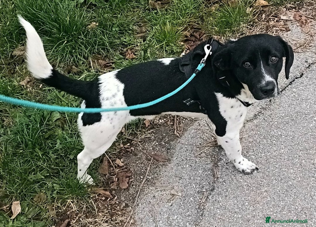 Meticcio cani in regalo: Galileo 1 anno taglia piccola  - Annuncio 3