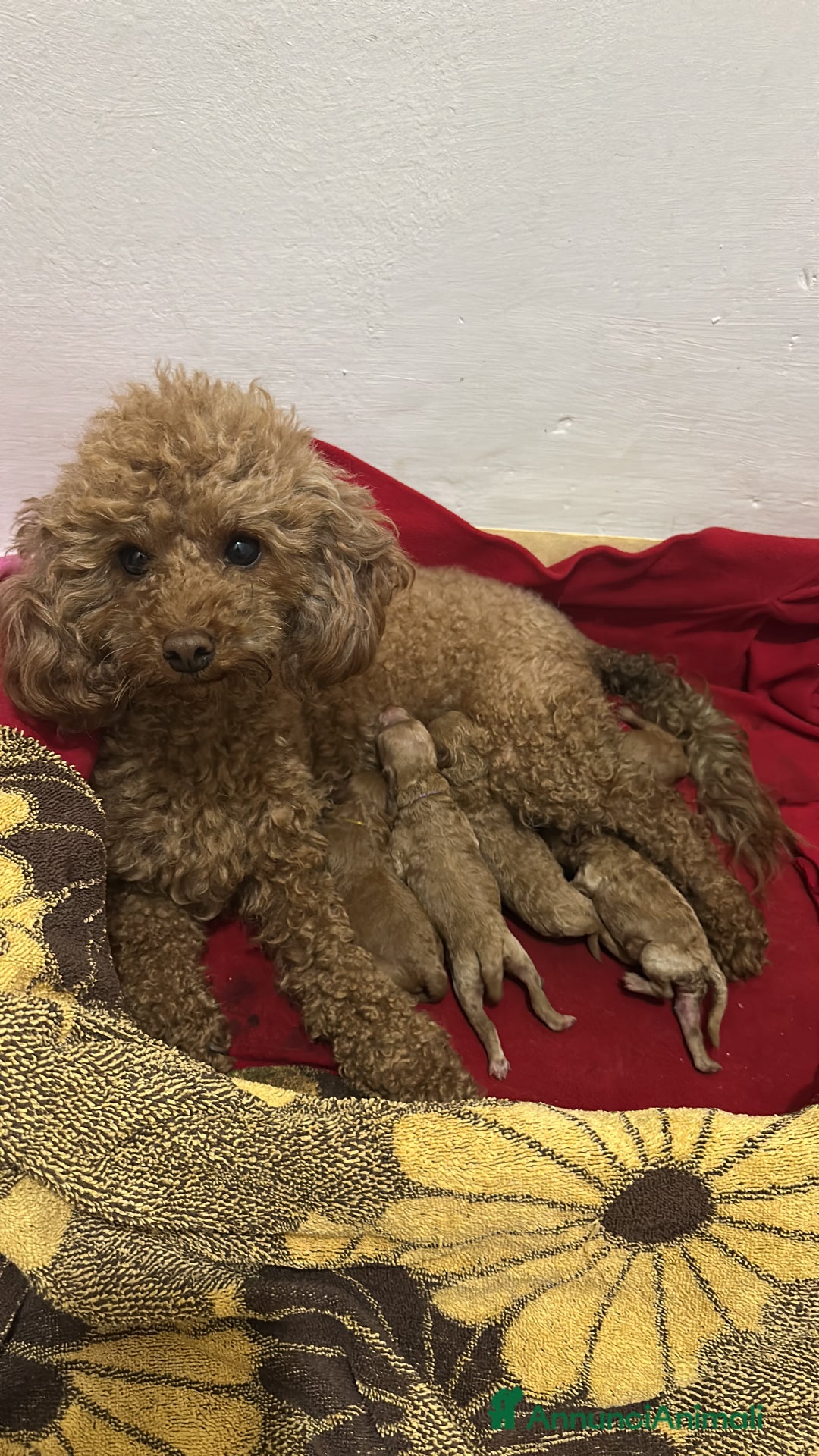 Barboncino Toy cani in vendita: Barboncino Toy Red a Provincia di Foggia - Immagine 3