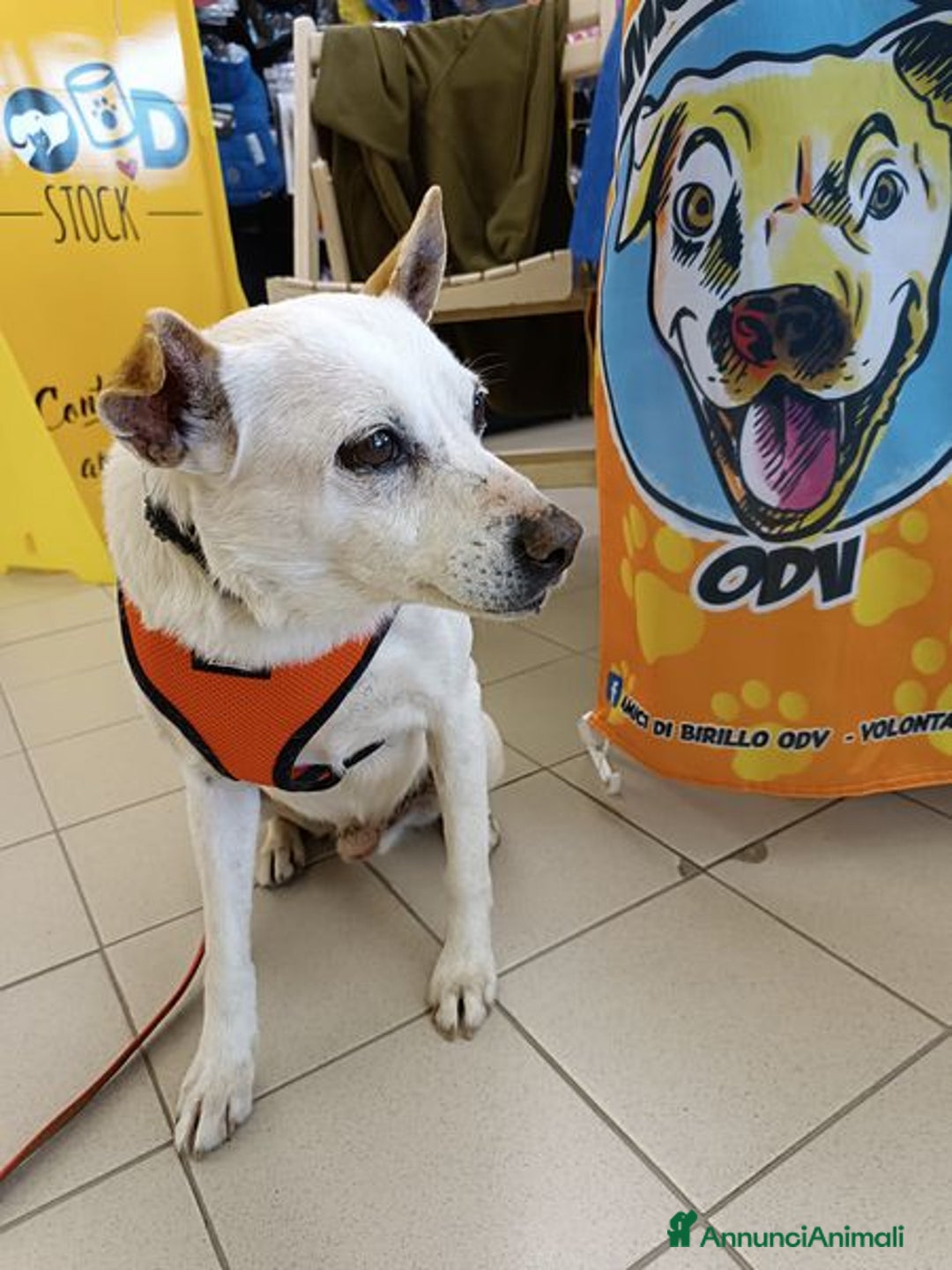 Meticcio cani in regalo: Gino, detto il chiacchierino a Provincia di Latina - Annuncio 4