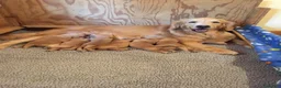 Golden Retriever cani in regalo: cuccioli di Golden Retriever - Annuncio 3