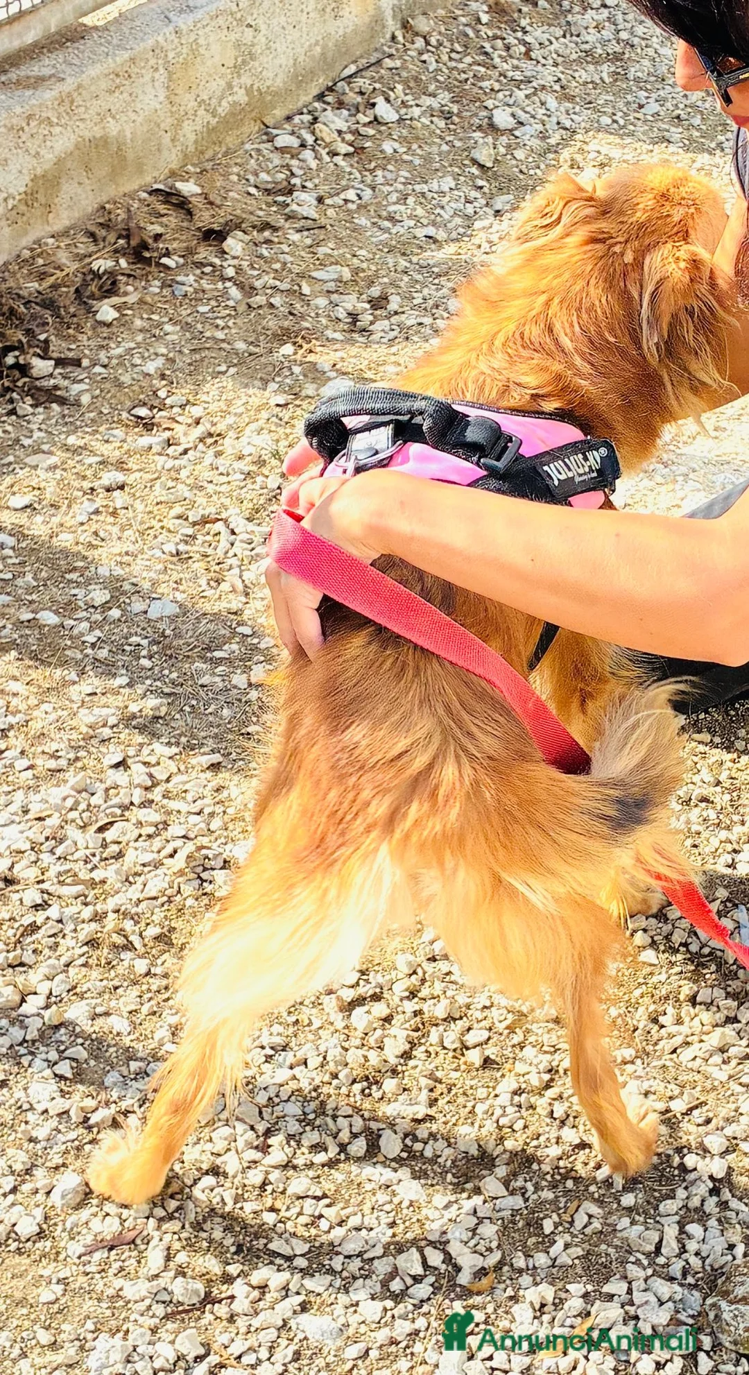 Volpino Italiano cani in regalo: Pimpa, volpina dal grande cuore - Annuncio 2