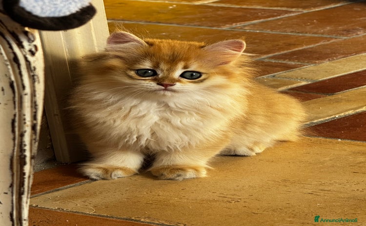British gatti - Annuncio 10