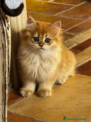 British gatti - Annuncio 10