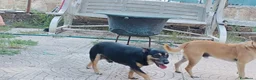 Meticcio cani in regalo: Triade di meticci - Annuncio 17